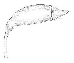 Plagiothecium lamprostachys, capsule, moist. Drawn from A.J. Fife 7146, CHR 405837.
 Image: R.C. Wagstaff © Landcare Research 2018 